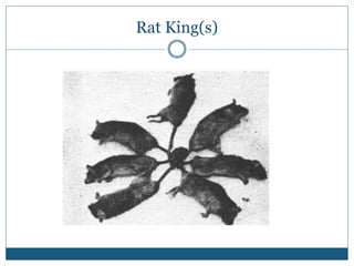 Rat King(s)
 