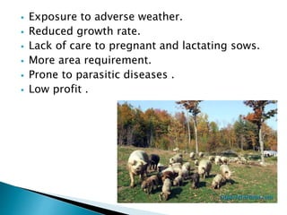  Exposure to adverse weather.
 Reduced growth rate.
 Lack of care to pregnant and lactating sows.
 More area requirement.
 Prone to parasitic diseases .
 Low profit .
 