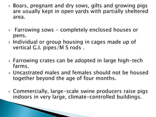  Boars, pregnant and dry sows, gilts and growing pigs
are usually kept in open yards with partially sheltered
area.
 Farrowing sows - completely enclosed houses or
pens.
 Individual or group housing in cages made up of
vertical G.I. pipes/M S rods .
 Farrowing crates can be adopted in large high-tech
farms.
 Uncastrated males and females should not be housed
together beyond the age of four months.
 Commercially, large-scale swine producers raise pigs
indoors in very large, climate-controlled buildings.
 