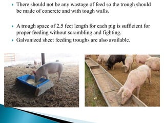  There should not be any wastage of feed so the trough should
be made of concrete and with tough walls.
 A trough space of 2.5 feet length for each pig is sufficient for
proper feeding without scrambling and fighting.
 Galvanized sheet feeding troughs are also available.
 