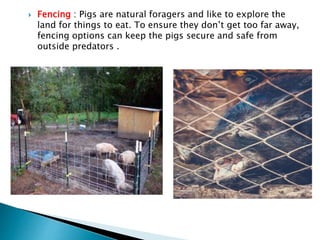 Fencing : Pigs are natural foragers and like to explore the
land for things to eat. To ensure they don’t get too far away,
fencing options can keep the pigs secure and safe from
outside predators .
 