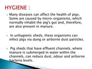  Many diseases can affect the health of pigs.
Some are caused by micro-organisms, which
normally inhabit the pig's gut and, therefore,
are also present in manure.
 In unhygienic sheds, these organisms can
infect pigs via dung or airborne dust particles.
 Pig sheds that have effluent channels, where
manure is submerged in water within the
channels, can reduce dust, odour and airborne
bacteria levels.
 