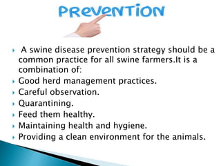  A swine disease prevention strategy should be a
common practice for all swine farmers.It is a
combination of:
 Good herd management practices.
 Careful observation.
 Quarantining.
 Feed them healthy.
 Maintaining health and hygiene.
 Providing a clean environment for the animals.
 