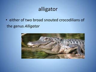 alligator
• either of two broad snouted crocodilians of
the genus Alligator
 