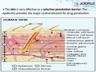 The skin is very effective as a selective penetration barrier. The
epidermis provides the major control element for drug penetration.
 