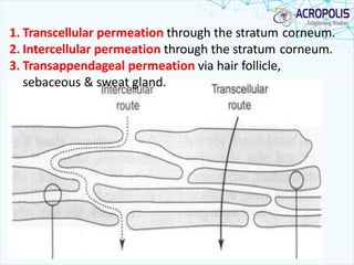 1. Transcellular permeation through the stratum corneum.
2. Intercellular permeation through the stratum corneum.
3. Transappendageal permeation via hair follicle,
sebaceous & sweat gland.
 