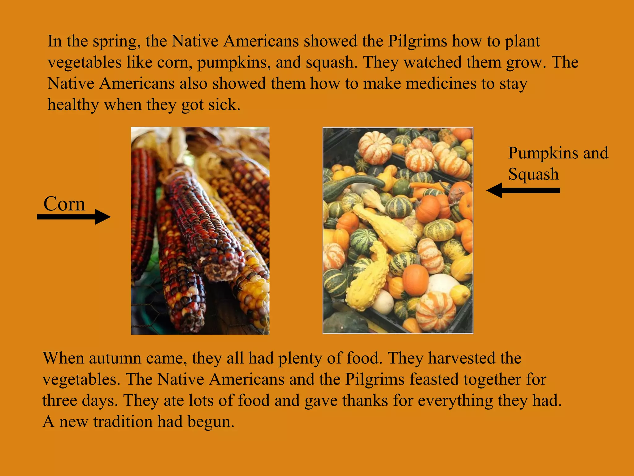 In the spring, the Native Americans showed the Pilgrims how to plant
vegetables like corn, pumpkins, and squash. They watched them grow. The
Native Americans also showed them how to make medicines to stay
healthy when they got sick.
Pumpkins and
Squash

Corn

When autumn came, they all had plenty of food. They harvested the
vegetables. The Native Americans and the Pilgrims feasted together for
three days. They ate lots of food and gave thanks for everything they had.
A new tradition had begun.

 