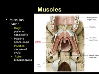 Uvulus tongue and palate | PPT