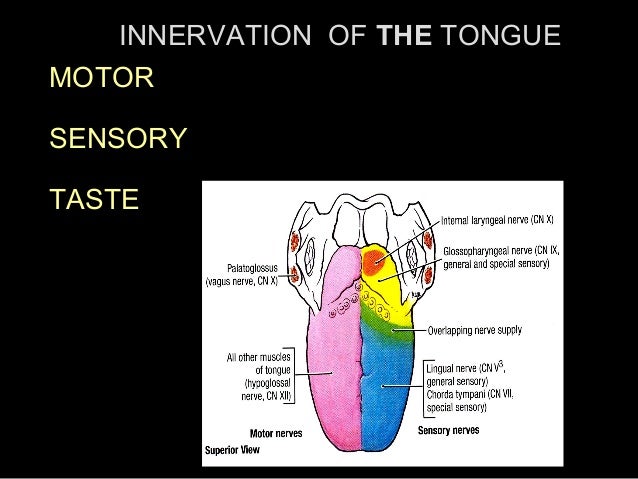 tongue and palate