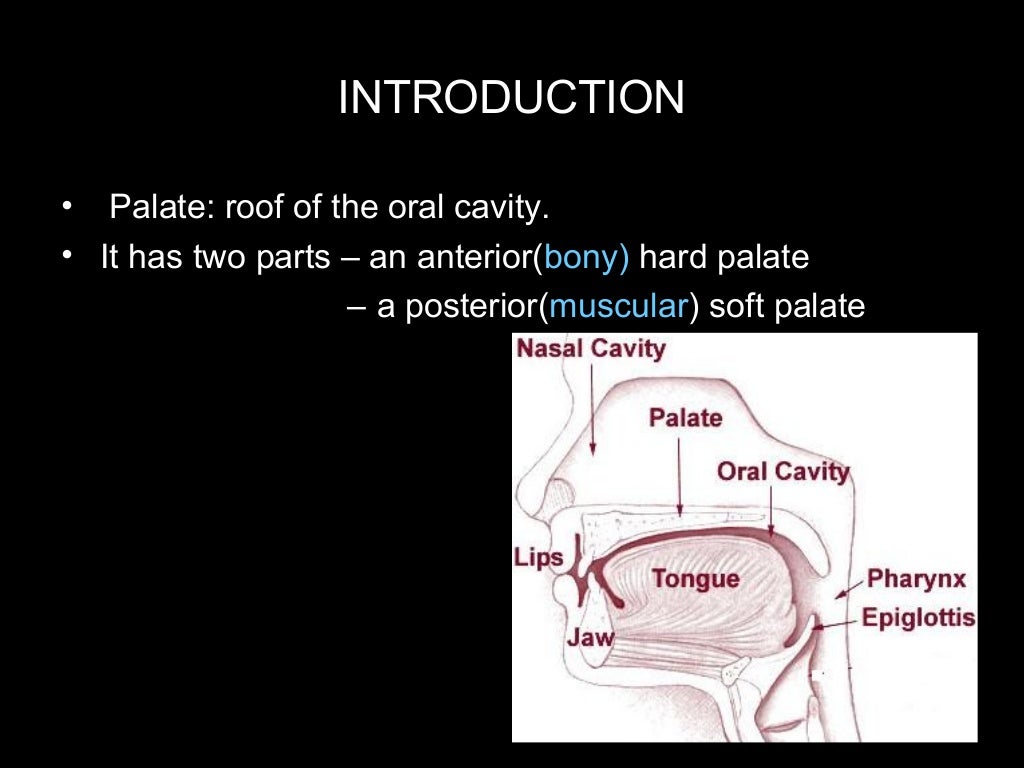 tongue and palate