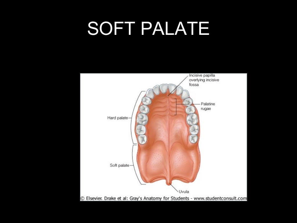 tongue and palate