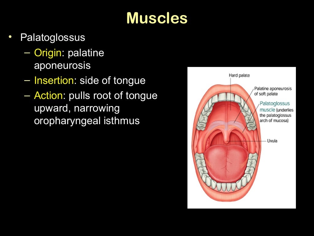 tongue and palate