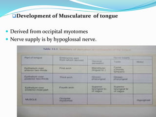 Development of Musculature of tongue
 Derived from occipital myotomes
 Nerve supply is by hypoglossal nerve.
 
