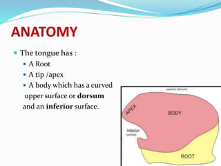 ANATOMY
 The tongue has :
 A Root
 A tip /apex
 A body which has a curved
upper surface or dorsum
and an inferior surface.
 