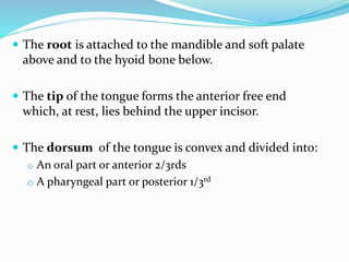  The root is attached to the mandible and soft palate
above and to the hyoid bone below.
 The tip of the tongue forms the anterior free end
which, at rest, lies behind the upper incisor.
 The dorsum of the tongue is convex and divided into:
o An oral part or anterior 2/3rds
o A pharyngeal part or posterior 1/3rd
 