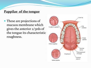 Pappilae of the tongue
 These are projections of
mucuos membrane which
gives the anterior 2/3rds of
the tongue its characteristic
roughness.
 