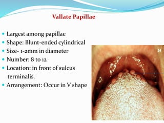 Vallate Papillae
 Largest among papillae
 Shape: Blunt-ended cylindrical
 Size- 1-2mm in diameter
 Number: 8 to 12
 Location: in front of sulcus
terminalis.
 Arrangement: Occur in V shape
 