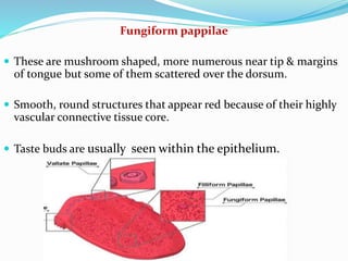 Fungiform pappilae
 These are mushroom shaped, more numerous near tip & margins
of tongue but some of them scattered over the dorsum.
 Smooth, round structures that appear red because of their highly
vascular connective tissue core.
 Taste buds are usually seen within the epithelium.
 
