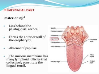 PHARYNGEAL PART
Posterior 1/3rd
 Lies behind the
palatoglossal arches.
 Forms the anterior wall of
the oropharynx.
 Absence of papillae.
 The mucous membrane has
many lymphoid follicles that
collectively constitute the
lingual tonsil.
 