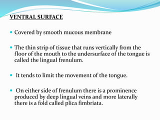 VENTRAL SURFACE
 Covered by smooth mucous membrane
 The thin strip of tissue that runs vertically from the
floor of the mouth to the undersurface of the tongue is
called the lingual frenulum.
 It tends to limit the movement of the tongue.
 On either side of frenulum there is a prominence
produced by deep lingual veins and more laterally
there is a fold called plica fimbriata.
 