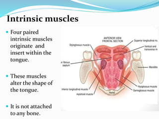 Intrinsic muscles
 Four paired
intrinsic muscles
originate and
insert within the
tongue.
 These muscles
alter the shape of
the tongue.
 It is not attached
to any bone.
 