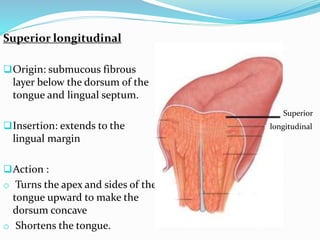 Superior longitudinal
Origin: submucous fibrous
layer below the dorsum of the
tongue and lingual septum.
Insertion: extends to the
lingual margin
Action :
o Turns the apex and sides of the
tongue upward to make the
dorsum concave
o Shortens the tongue.
Superior
longitudinal
 