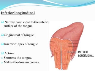Inferior longitudinal
 Narrow band close to the inferior
surface of the tongue.
Origin: root of tongue
Insertion: apex of tongue
 Action:
o Shortens the tongue.
o Makes the dorsum convex.
 