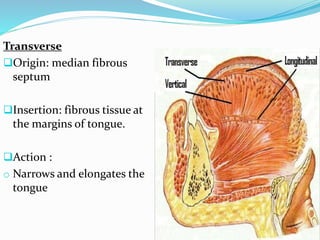 Transverse
Origin: median fibrous
septum
Insertion: fibrous tissue at
the margins of tongue.
Action :
o Narrows and elongates the
tongue
 