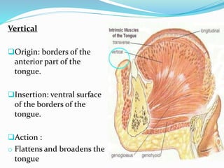 Vertical
Origin: borders of the
anterior part of the
tongue.
Insertion: ventral surface
of the borders of the
tongue.
Action :
o Flattens and broadens the
tongue
 