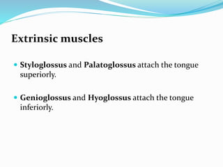 Extrinsic muscles
 Styloglossus and Palatoglossus attach the tongue
superiorly.
 Genioglossus and Hyoglossus attach the tongue
inferiorly.
 