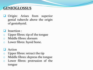 GENIOGLOSSUS
 Origin: Arises from superior
genial tubercle above the origin
of geniohyoid.
 Insertion :
o Upper fibres: tip of the tongue
o Middle fibres: dorsum
o Lower fibres: hyoid bone.
 Action
o Upper fibres: retract the tip
o Middle fibres: depress the tongue
o Lower fibres: protrusion of the
tongue
 