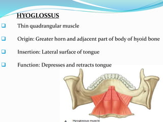 HYOGLOSSUS
 Thin quadrangular muscle
 Origin: Greater horn and adjacent part of body of hyoid bone
 Insertion: Lateral surface of tongue
 Function: Depresses and retracts tongue
 