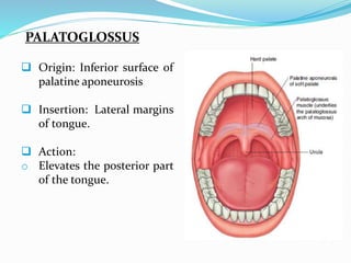 PALATOGLOSSUS
 Origin: Inferior surface of
palatine aponeurosis
 Insertion: Lateral margins
of tongue.
 Action:
o Elevates the posterior part
of the tongue.
 