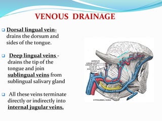 VENOUS DRAINAGE
 Dorsal lingual vein-
drains the dorsum and
sides of the tongue.
 Deep lingual veins -
drains the tip of the
tongue and join
sublingual veins from
sublingual salivary gland
 All these veins terminate
directly or indirectly into
internal jugular veins.
 