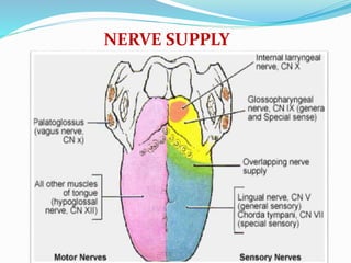 NERVE SUPPLY
 