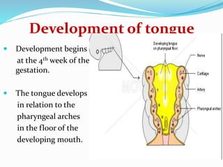 Development of tongue
 Development begins
at the 4th week of the
gestation.
 The tongue develops
in relation to the
pharyngeal arches
in the floor of the
developing mouth.
 