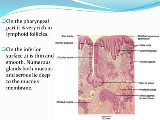 On the pharyngeal
part it is very rich in
lymphoid follicles.
On the inferior
surface ,it is thin and
smooth. Numerous
glands both mucous
and serous lie deep
to the mucous
membrane.
 