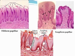Filiform papillae
Fungiform papillae
 