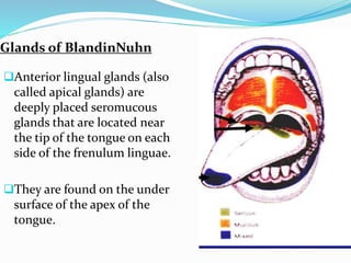 Glands of BlandinNuhn
Anterior lingual glands (also
called apical glands) are
deeply placed seromucous
glands that are located near
the tip of the tongue on each
side of the frenulum linguae.
They are found on the under
surface of the apex of the
tongue.
 