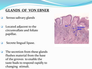 GLANDS OF VON EBNER
 Serous salivary glands
 Located adjacent to the
circumvallate and foliate
papillae.
 Secrete lingual lipase.
 The secretion from these glands
flushes material from the base
of the grroves to enable the
taste buds to respond rapidly to
changing stimuli.
 
