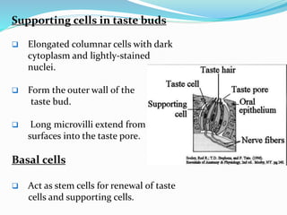 Supporting cells in taste buds
 Elongated columnar cells with dark
cytoplasm and lightly-stained
nuclei.
 Form the outer wall of the
taste bud.
 Long microvilli extend from their
surfaces into the taste pore.
Basal cells
 Act as stem cells for renewal of taste
cells and supporting cells.
 