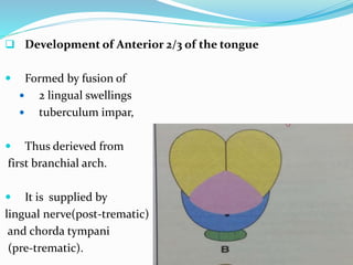  Development of Anterior 2/3 of the tongue
 Formed by fusion of
 2 lingual swellings
 tuberculum impar,
 Thus derieved from
first branchial arch.
 It is supplied by
lingual nerve(post-trematic)
and chorda tympani
(pre-trematic).
 