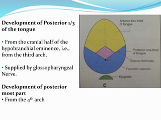 Development of Posterior 1/3
of the tongue
• From the cranial half of the
hypobranchial eminence, i.e.,
from the third arch.
• Supplied by glossopharyngeal
Nerve.
Development of posterior
most part
• From the 4th arch
 