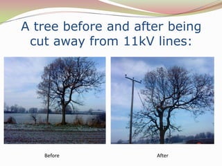 A tree before and after being
 cut away from 11kV lines:




   Before            After
 