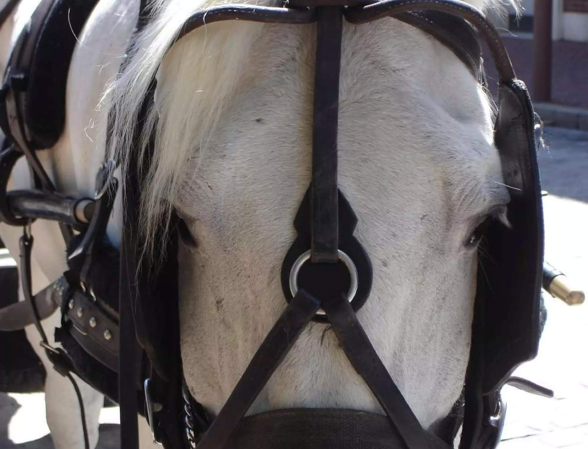 Hypothesis vs. Agenda NPR slide What are we missing? 