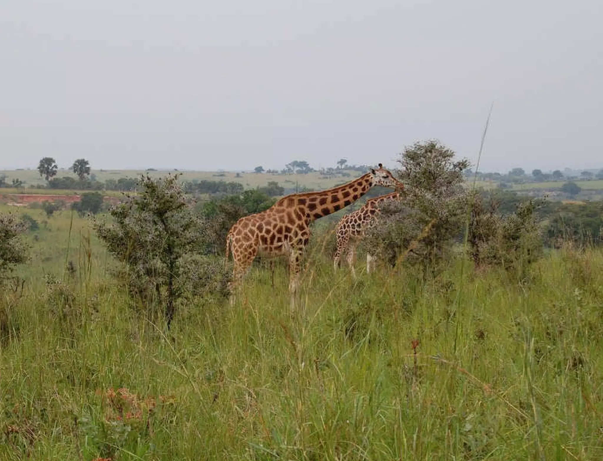 Hypothesis vs. Agenda 