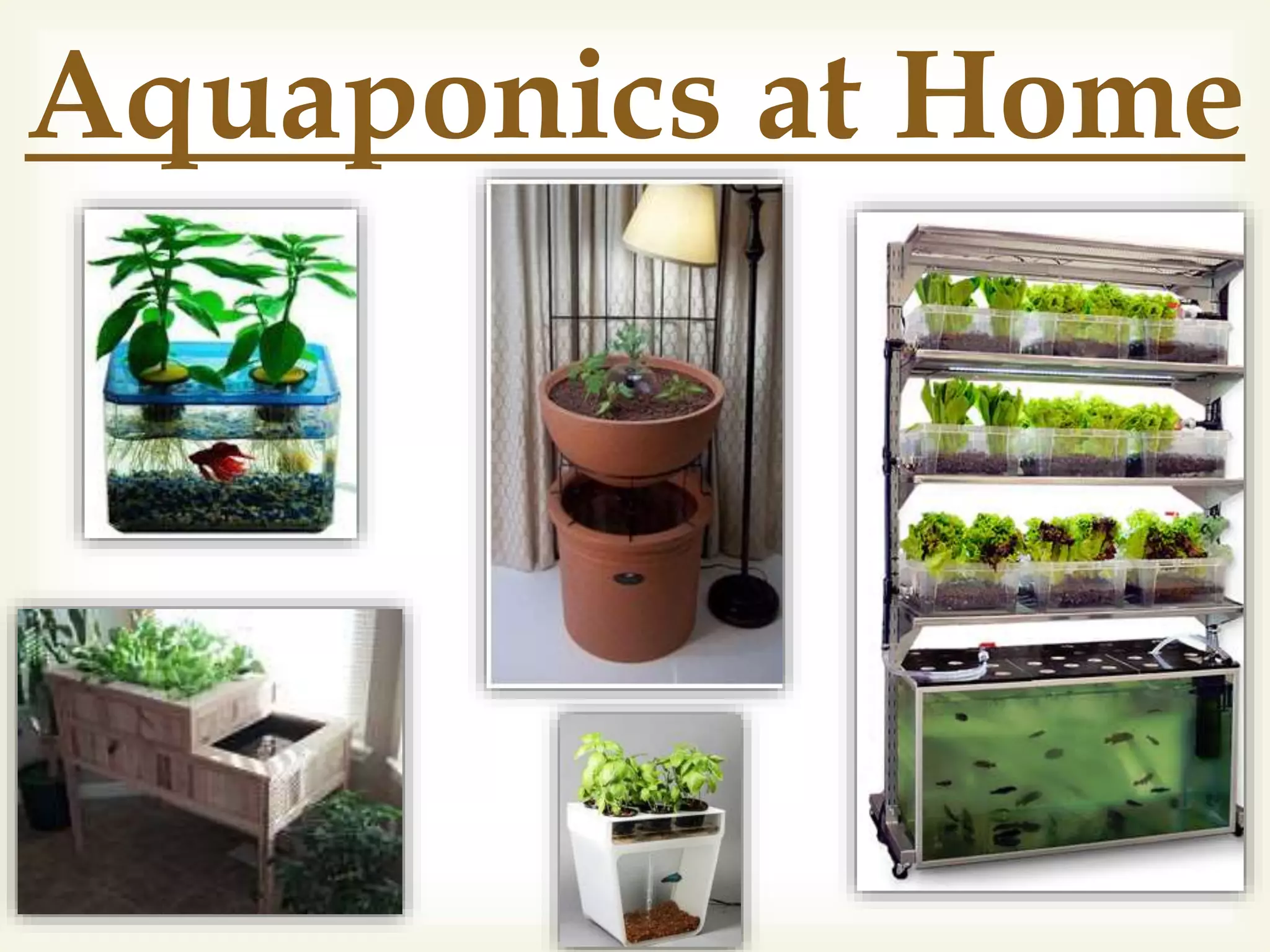 Aquaponics at Home
 