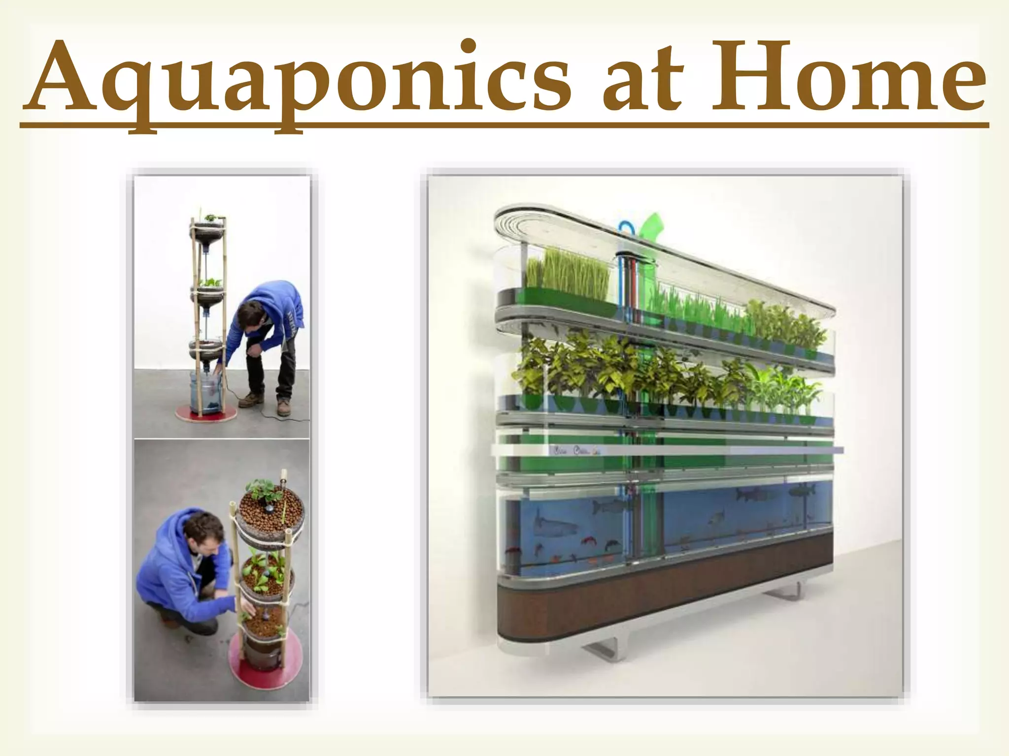 Aquaponics at Home
 