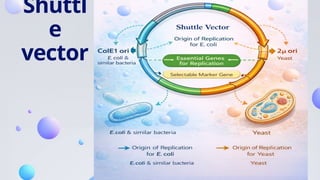 final VECTOR presentation with detail ty | PPTX