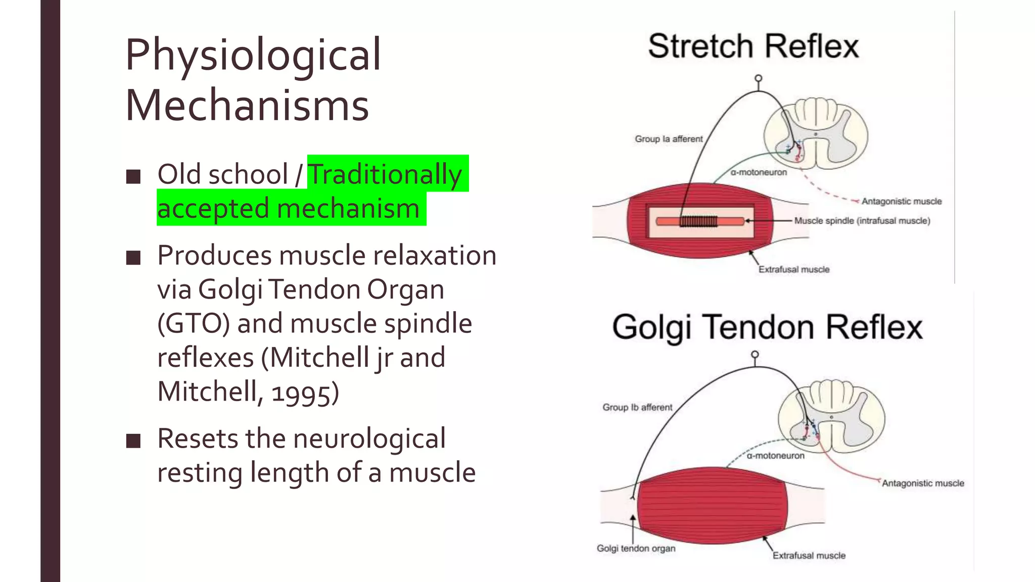Physiological
Mechanisms
■ Old school /Traditionally
accepted mechanism
■ Produces muscle relaxation
via GolgiTendon Organ
(GTO) and muscle spindle
reflexes (Mitchell jr and
Mitchell, 1995)
■ Resets the neurological
resting length of a muscle
 